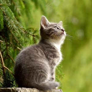 cat-young-animal-kitten-2083492